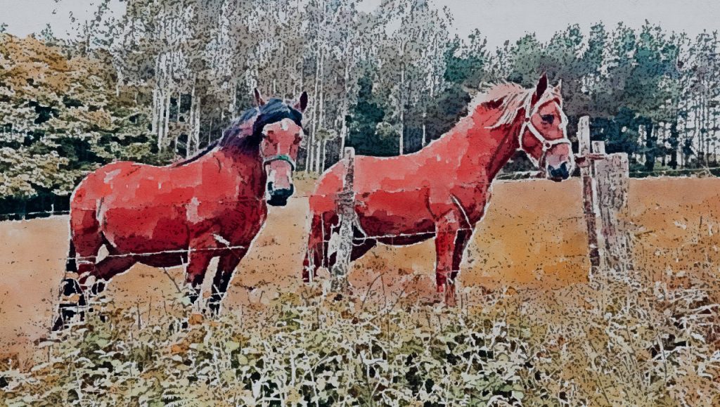 Camino 08- Caballos