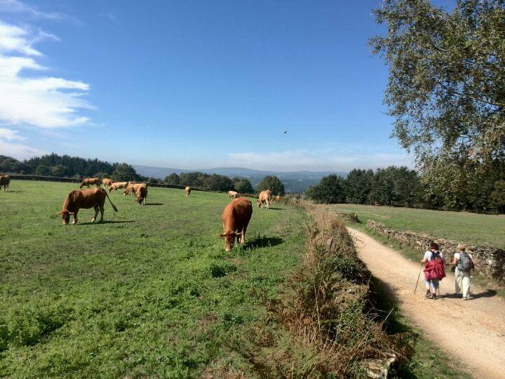 Camino
